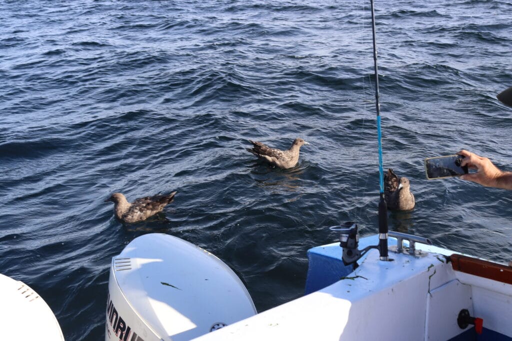 Coastal Birding Trip