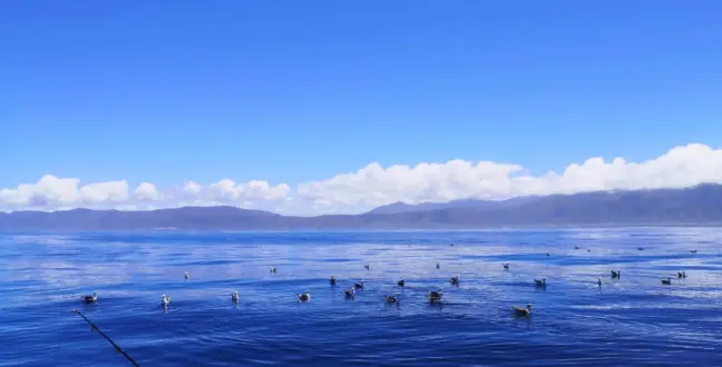 coastal sea birds from boat book fishing Hermanus