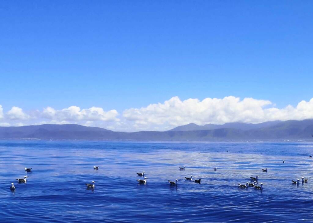 Coastal birding 5 mile