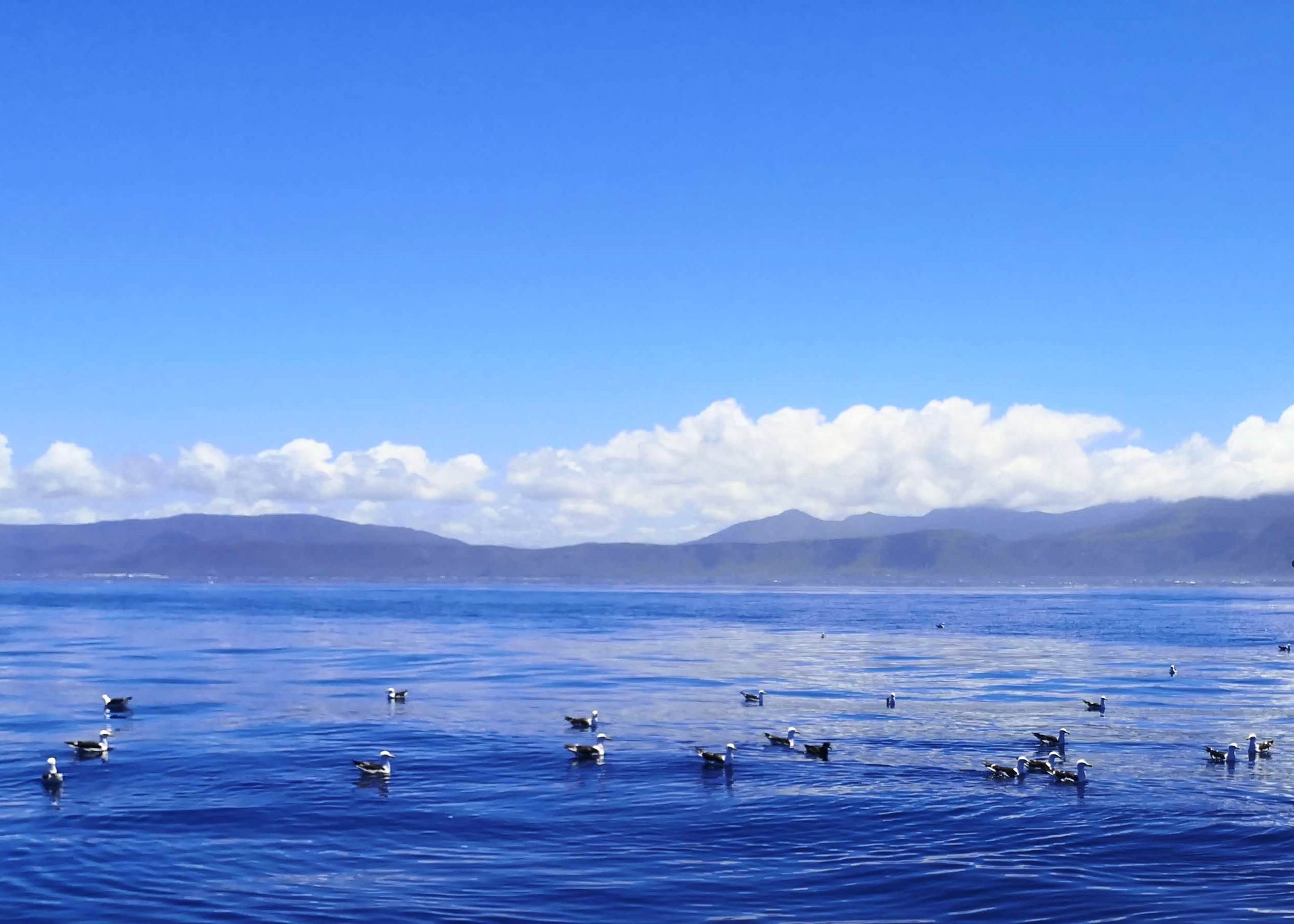 Coastal birding 5 mile