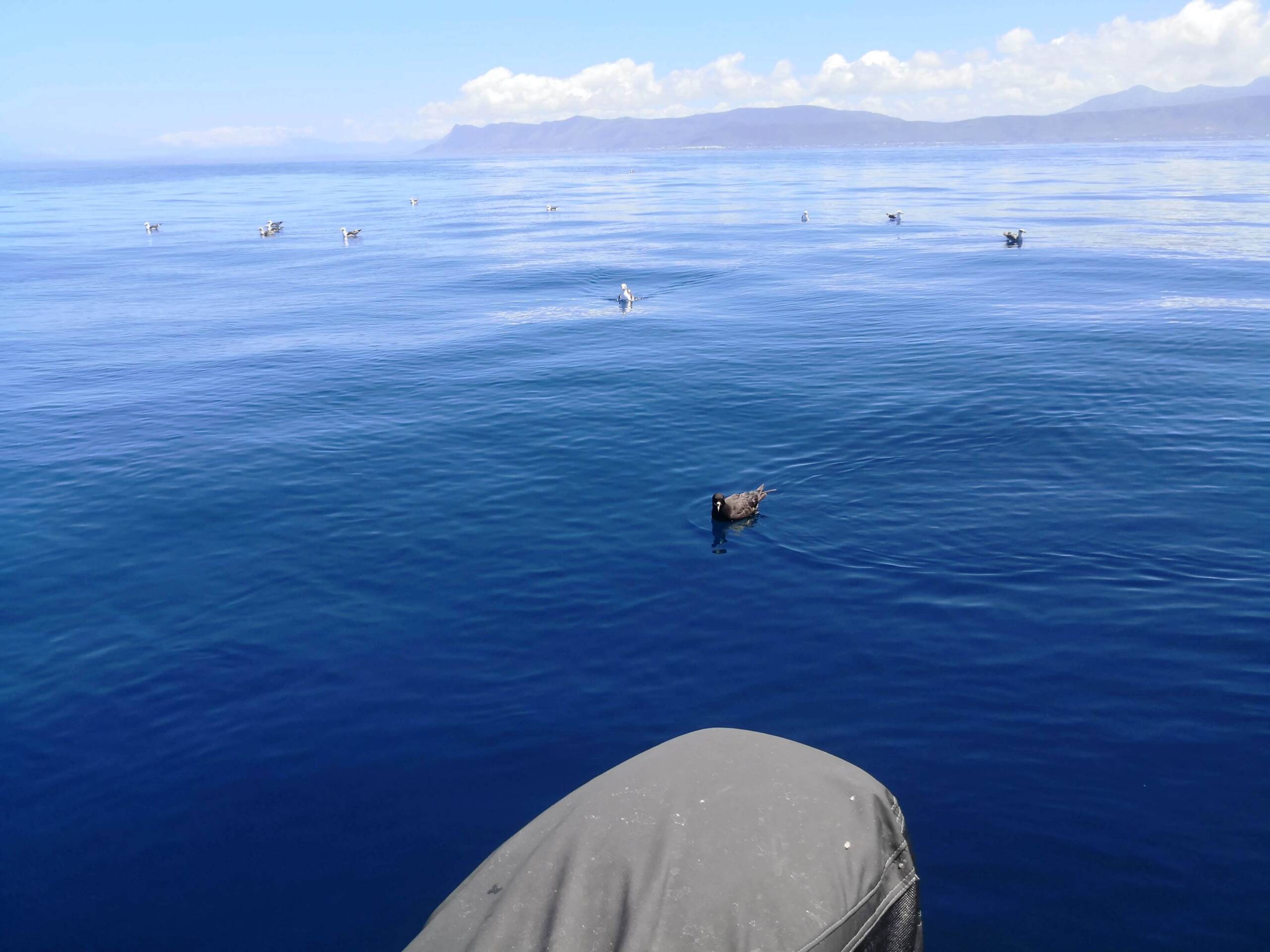 In Shore Sea Birding Tour - Image 3