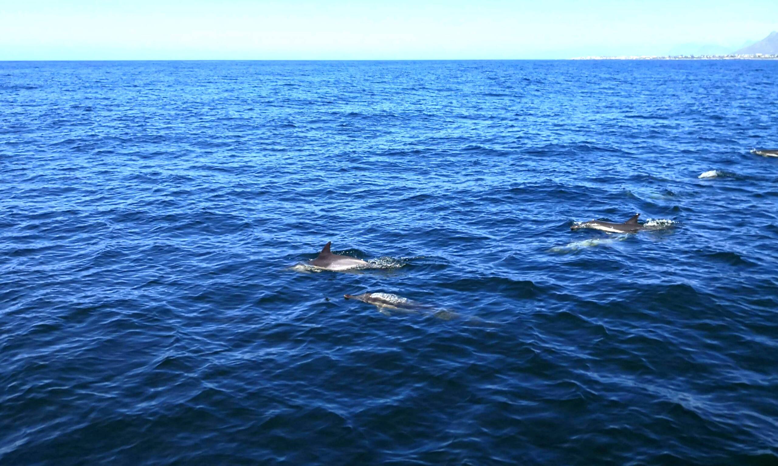 Dolphin pod Book Fishing Mzanzi