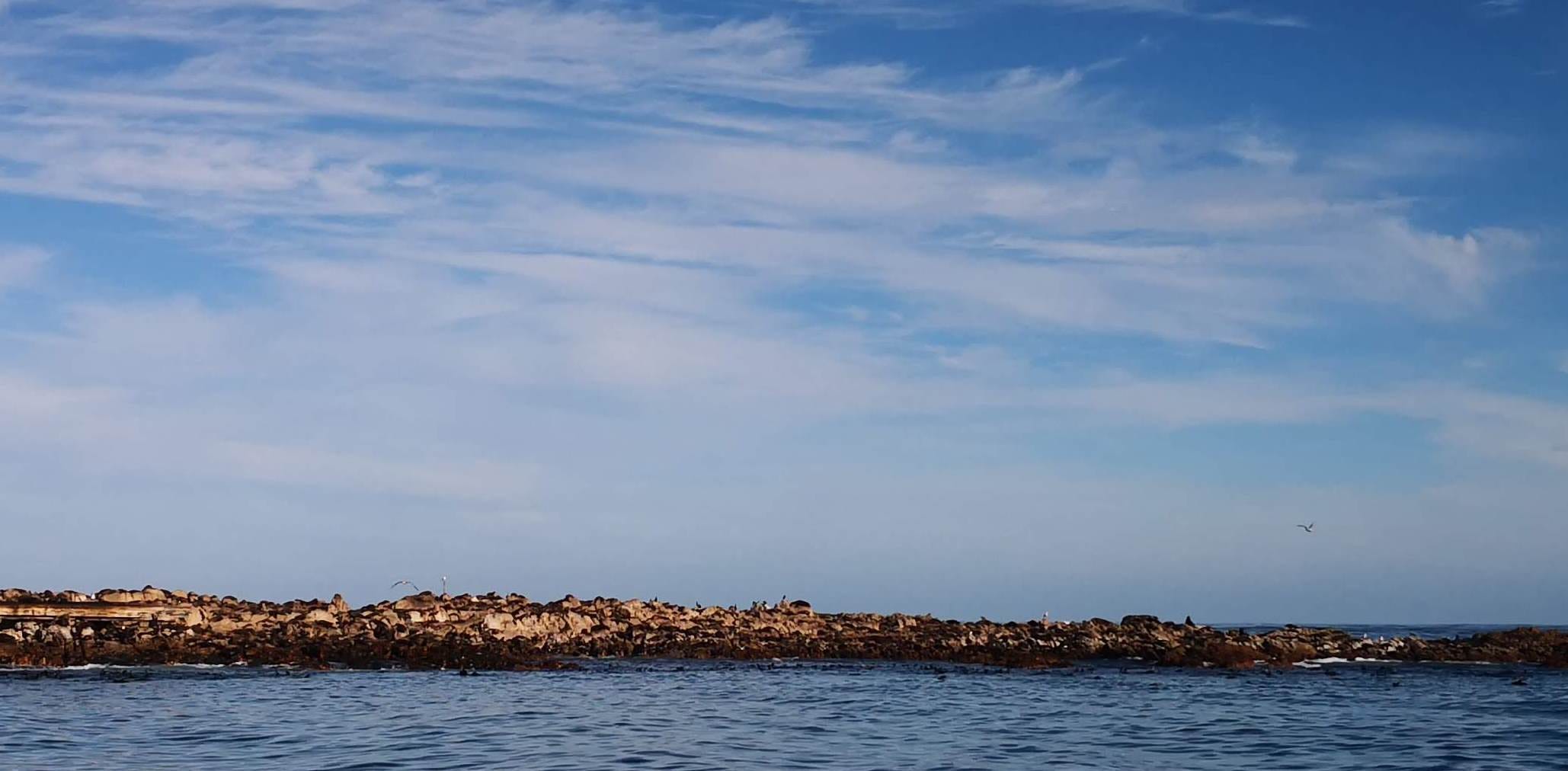 Dyer Island Day Charter