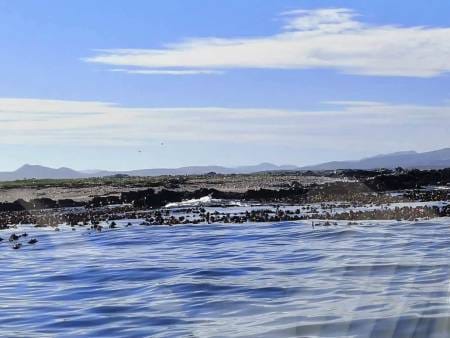 Dyer Island