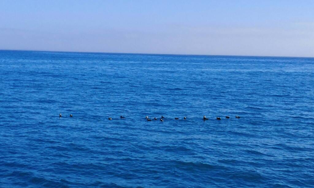 penguins book fishing Mzanzi