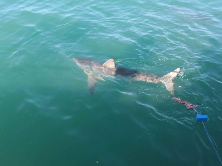 Great white shark Gansbaai Book Fishing Mzanzi