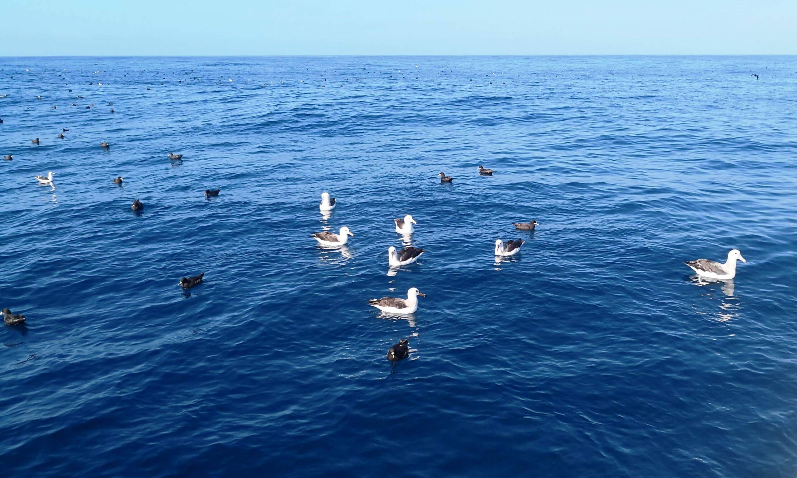 Pelagic birding Book Fishing Mzanzi