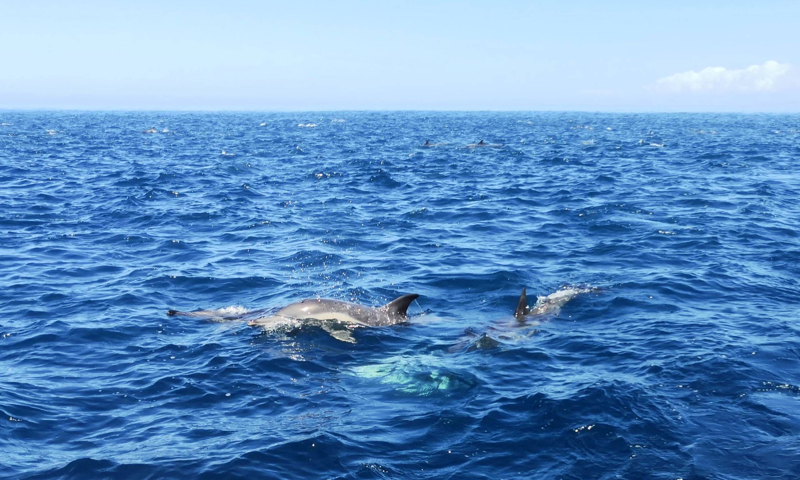 Hermanus Bay Cruise - Image 3