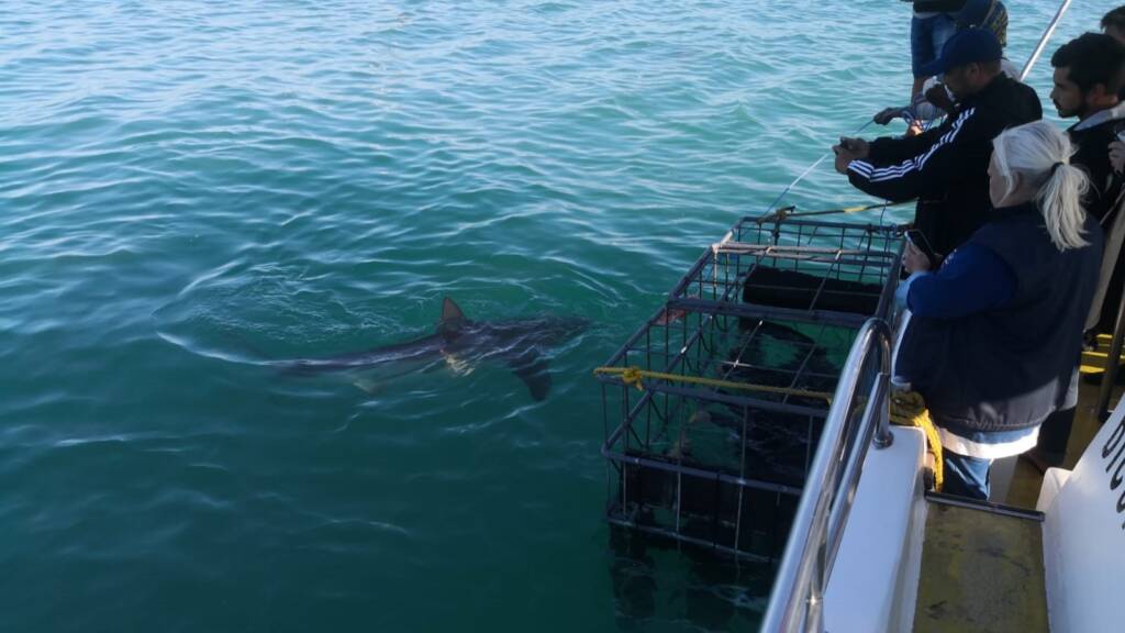 Great white shark cage diving Book Fishing Mzanzi