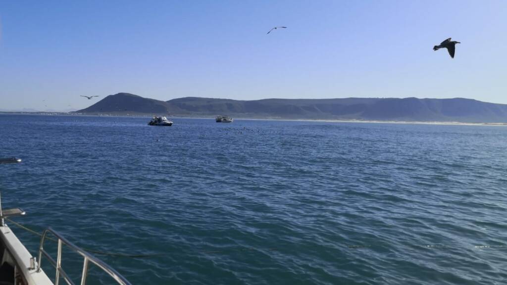 Shark cage diving area book fishing mzanzi