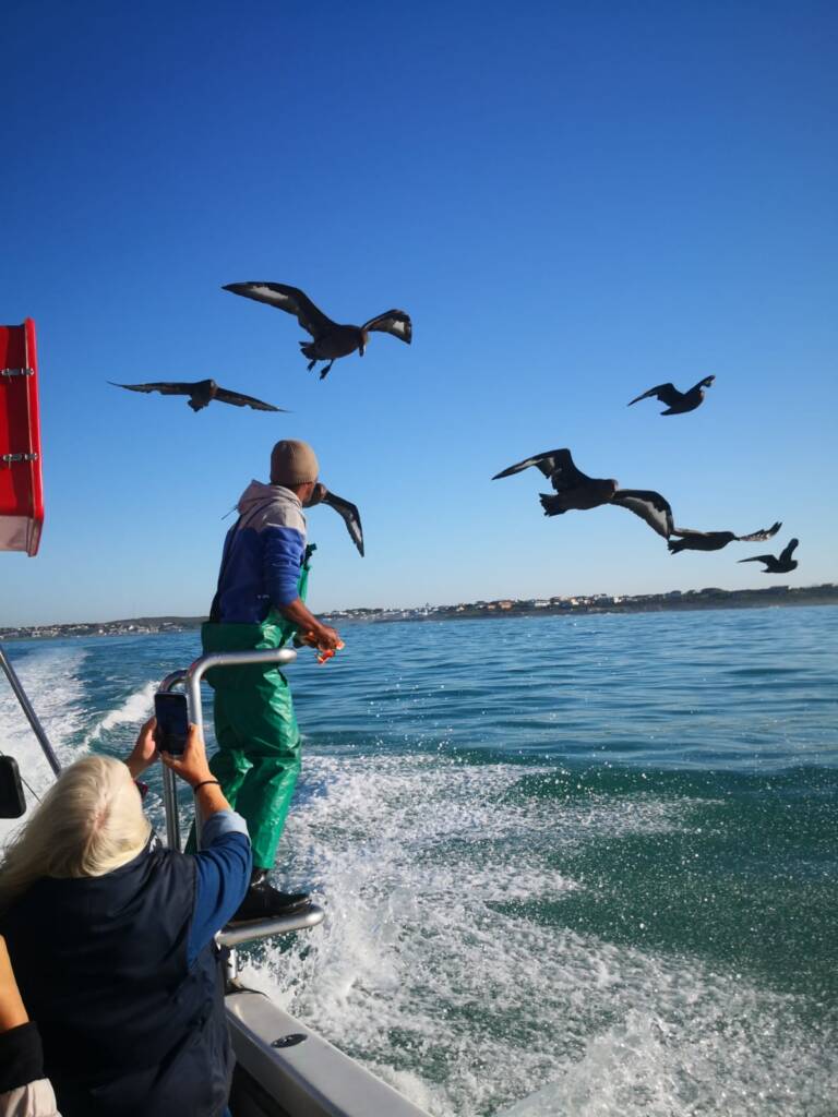 Coastal birds following shark boat Book Fishing Mzanzi